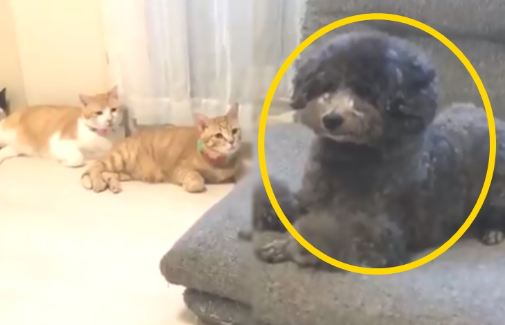 고양이들의 시선을 느낀 강아지의 놀란 반응에 난리난 네티즌들(+반응)
