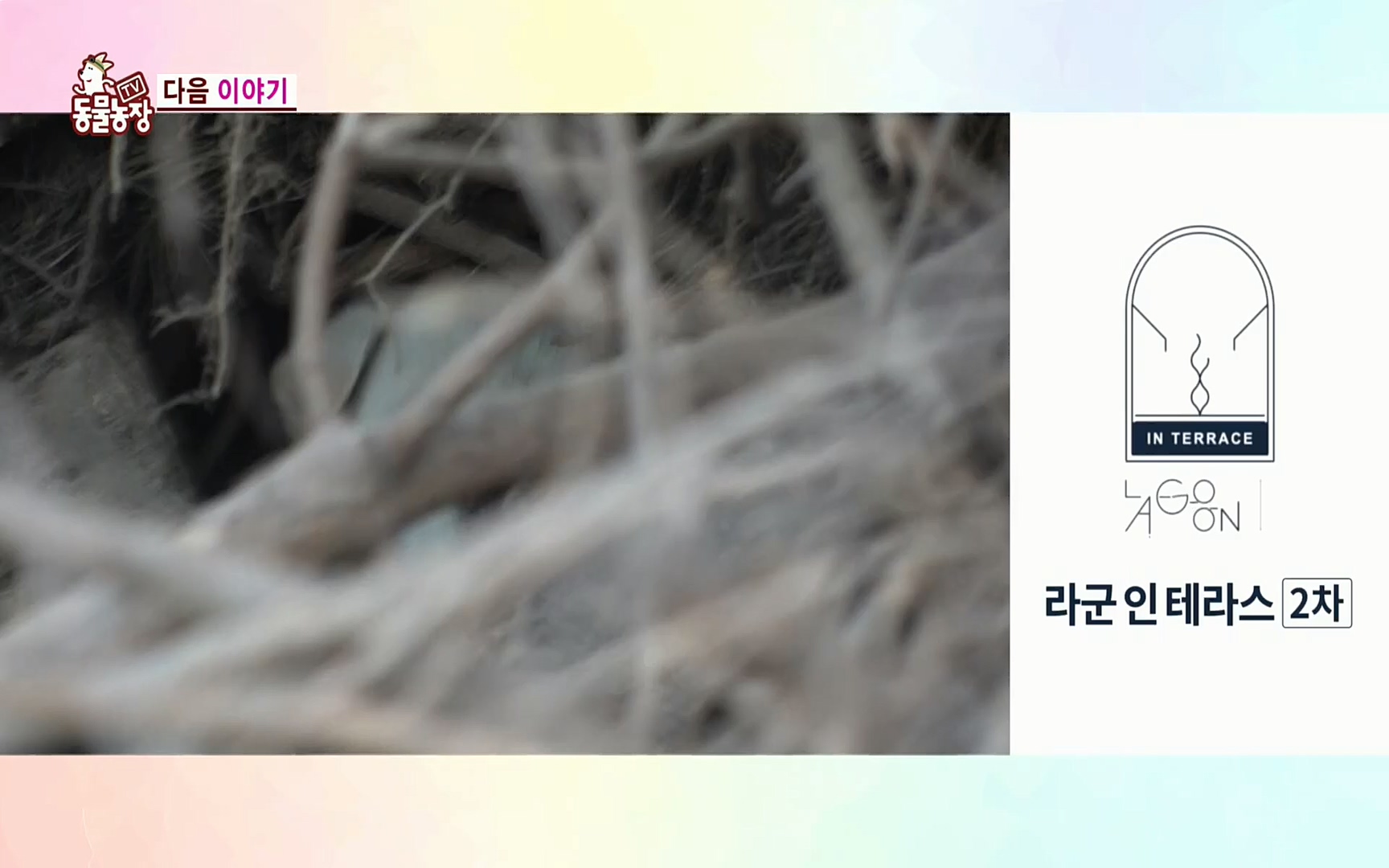TV 동물농장.E1063.220403p.H264-F1RST.mp4_20220403_175140.698.jpg