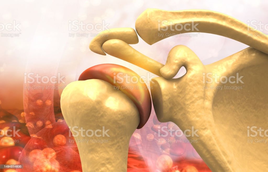 슬개골 사진-무릎 보호-다운로드