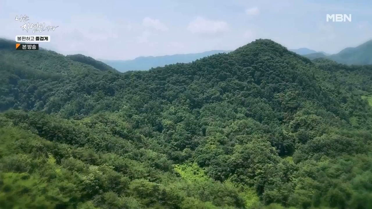 나는 자연인이다.E566.230810p.WANNA.mp4_20230810_202550.439.jpg