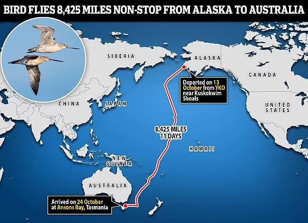 이럴 수가!...13&#44;560km를 쉬지도 않고 날아간 새...세계 기록 깨 VIDEO:Good godwit! Bird flies 8&#44;425 miles NON-STOP from Alaska to Australia