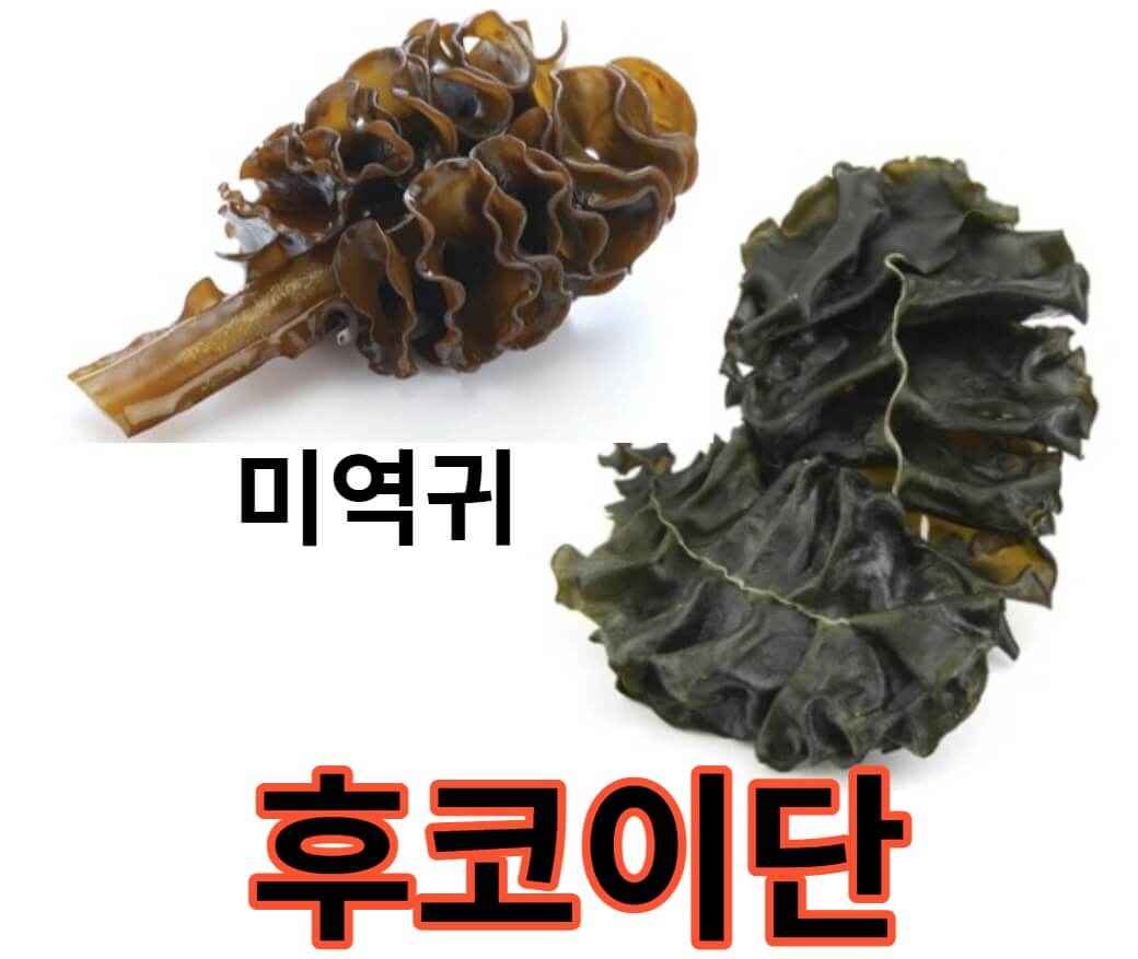 후코이단