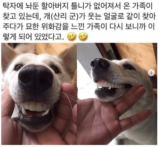 할아버지 틀니 훔친 댕댕쓰