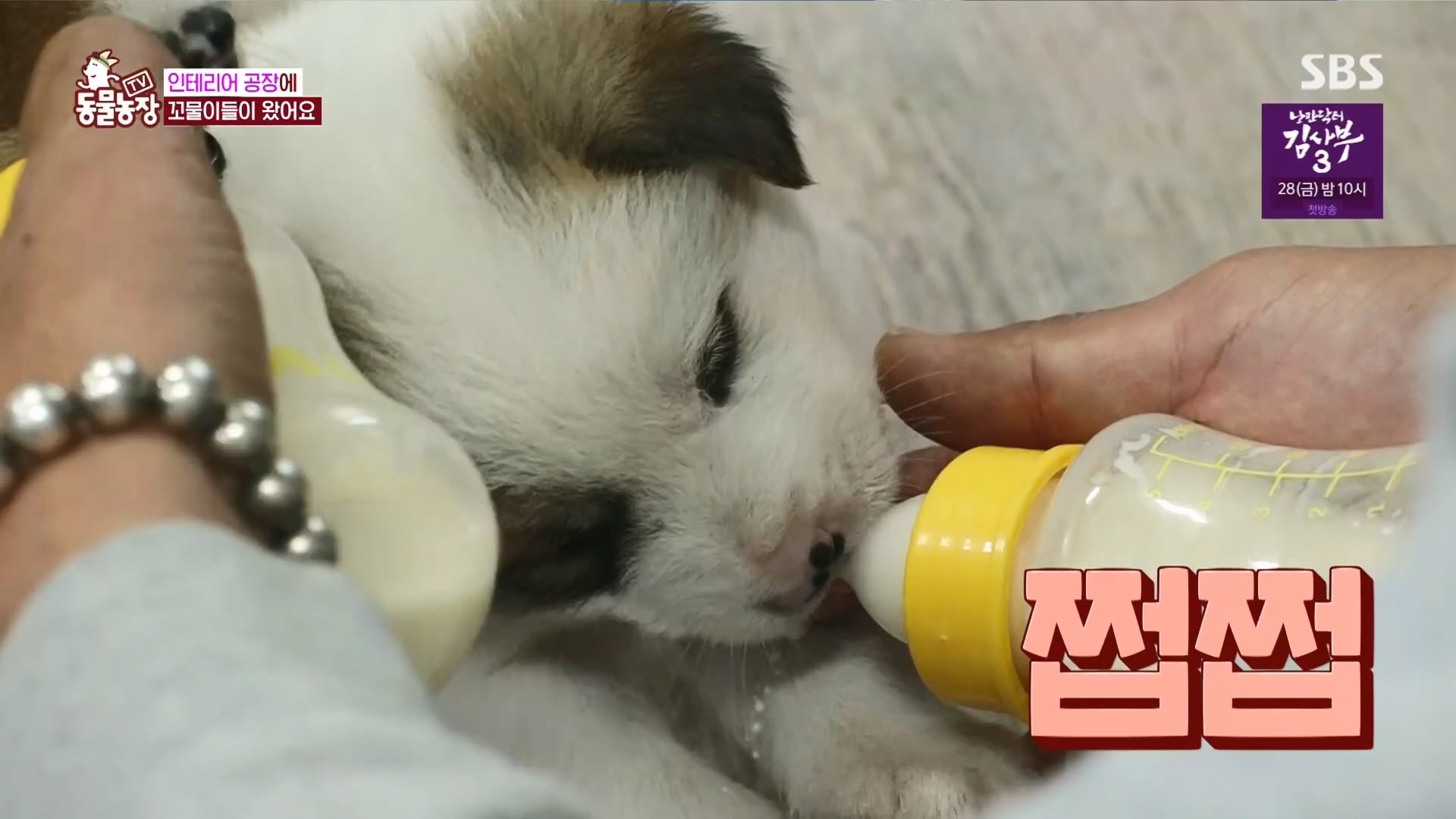 TV 동물농장.E1118.230423p.H264-F1RST.mp4_20230423_181106.712.jpg