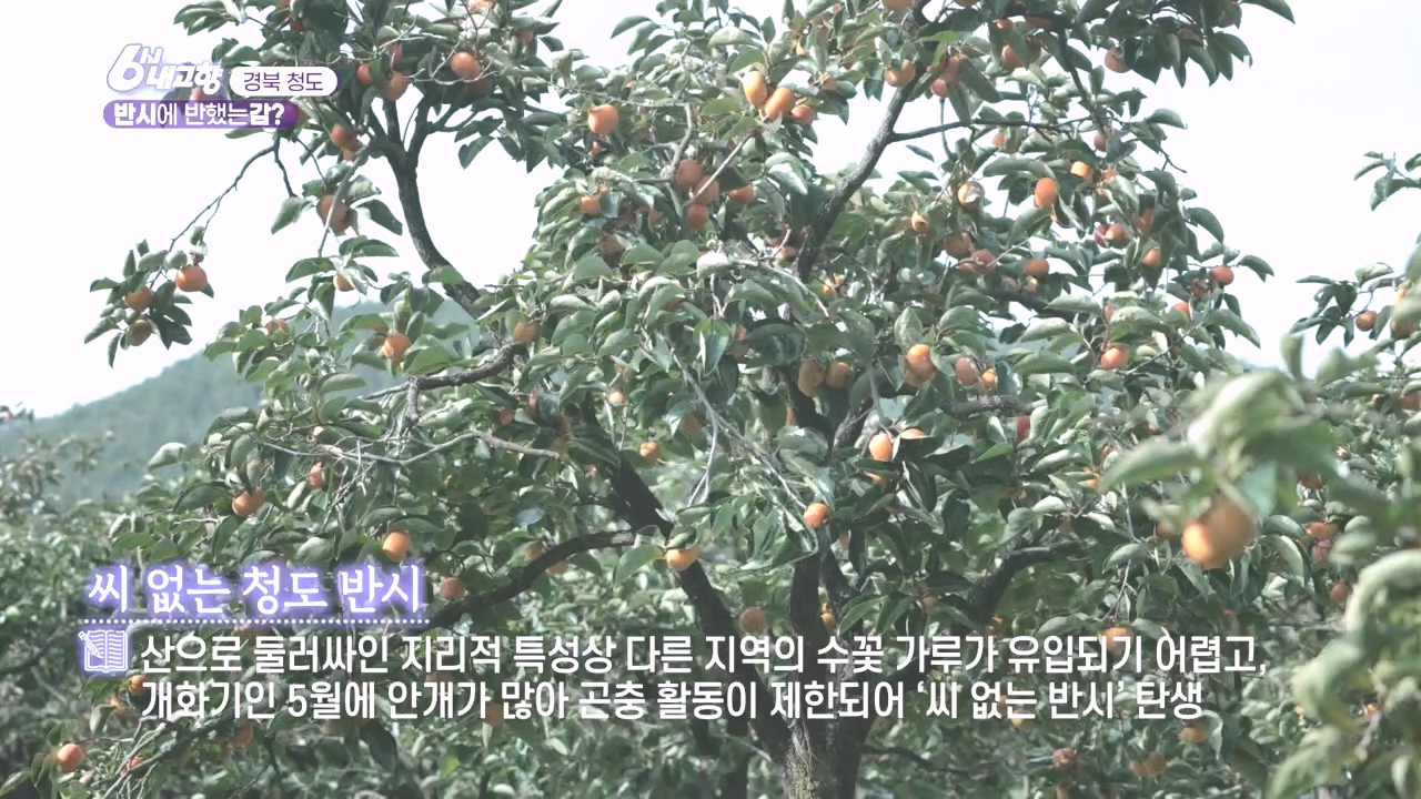 6시 내고향.E7896.231024p.H264-F1RST.mp4_20231024_201737.697.jpg