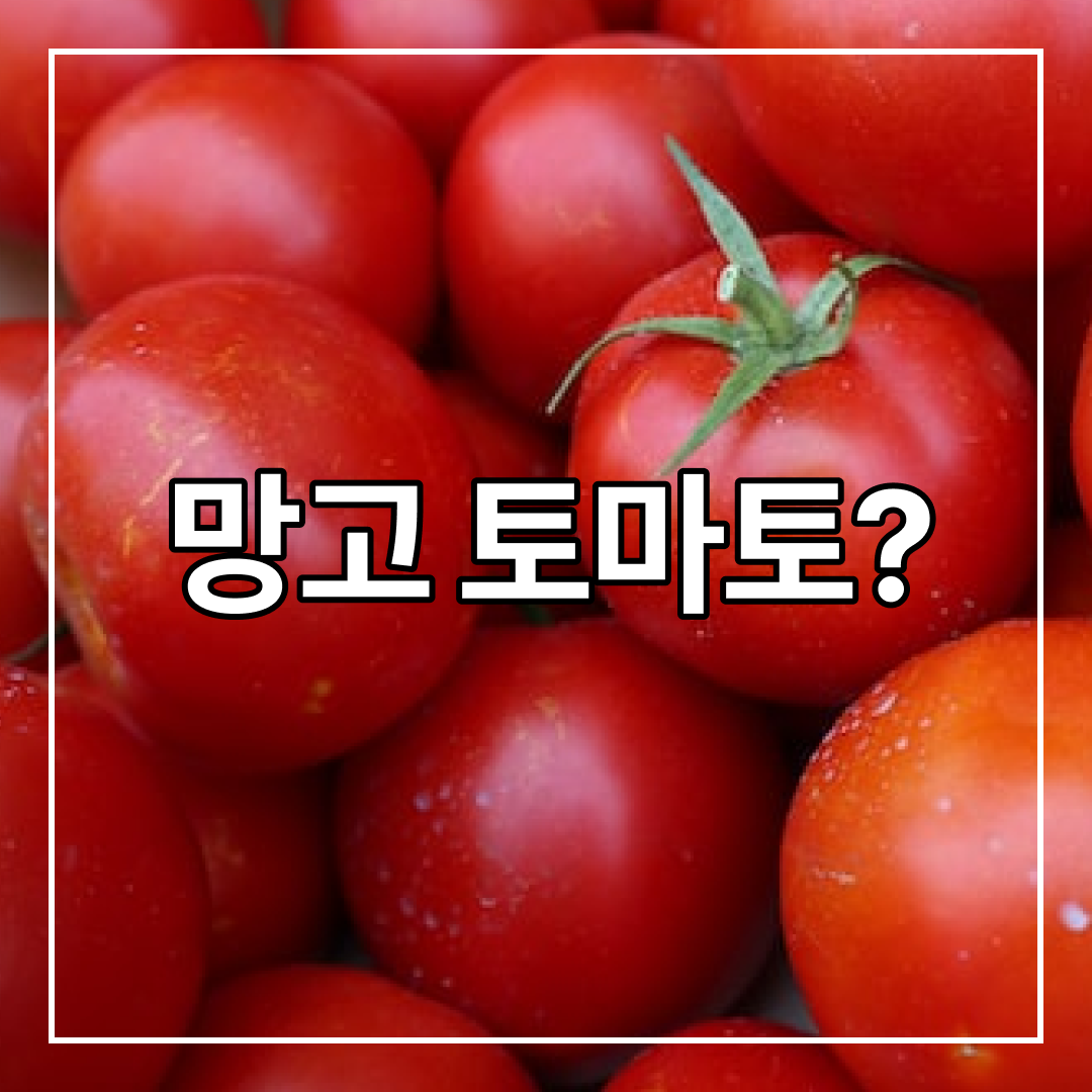  망고토마토는 사실 '스테비아' 때문에 맛있는 거 알아?