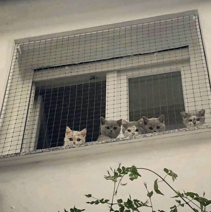 전지적 아기고양이 시점