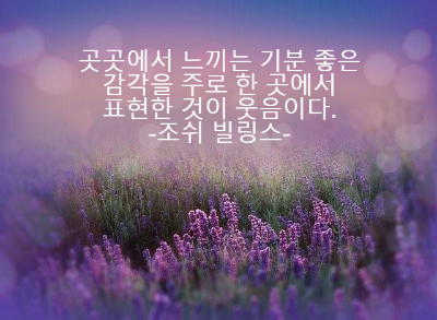 보라색 라벤더 꽃밭