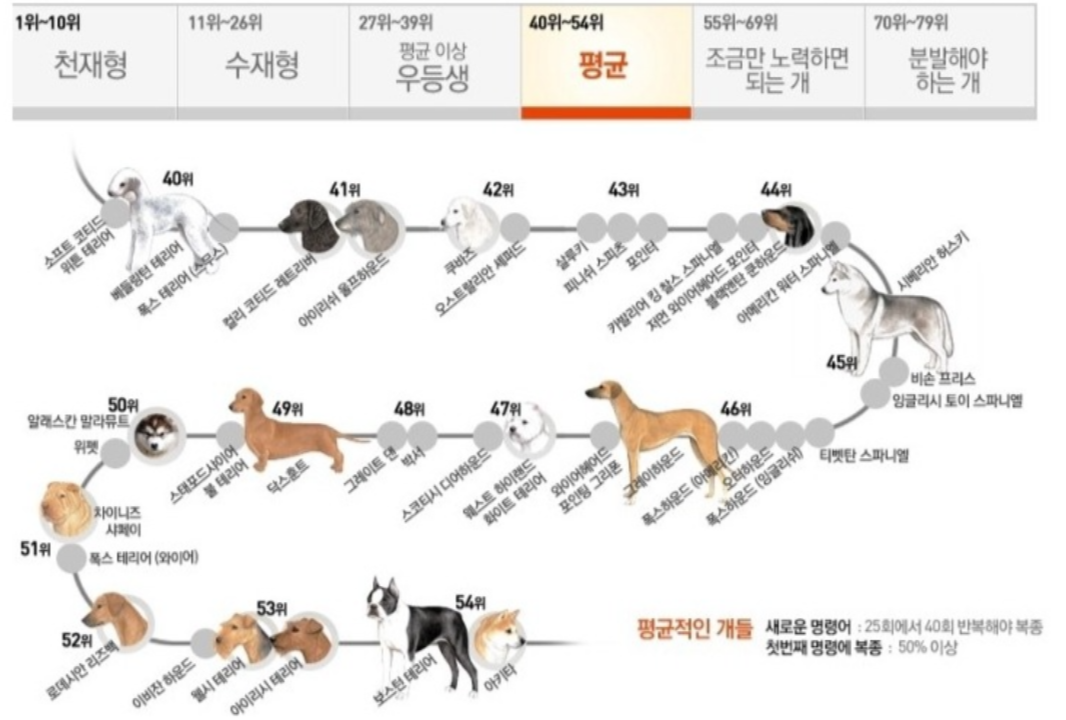 강아지 훈련과 복종형 지능순위 - 평균 그룹군 견종표