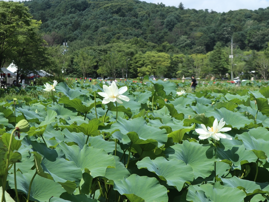 봉선사-연지_04