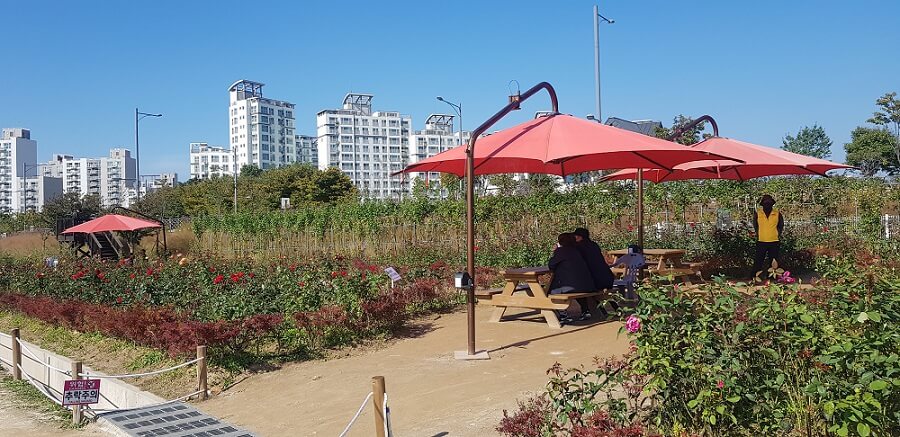 빨간색-파라솔과-나무-테이블에서-쉬는-사람들이-있는-장미-정원을-찍은-사진