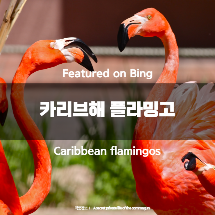  Featured on Bing - 카리브해 플라밍고 Caribbean flamingos