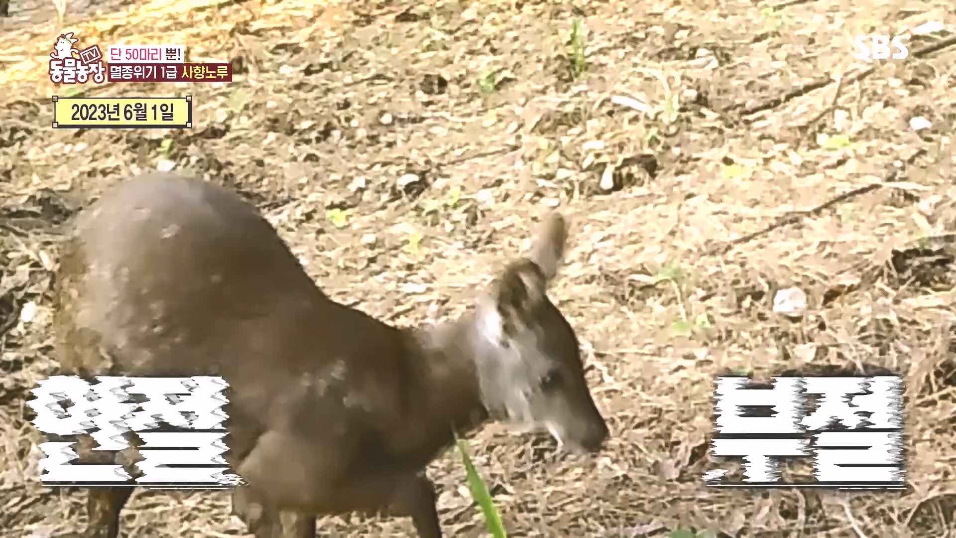 TV 동물농장.E1185.240818p.H264-F1RST.mp4_20240818_161611.300.jpg