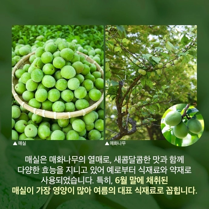 매실 흑매실 효능 매실짱아찌 매실청 만드는법