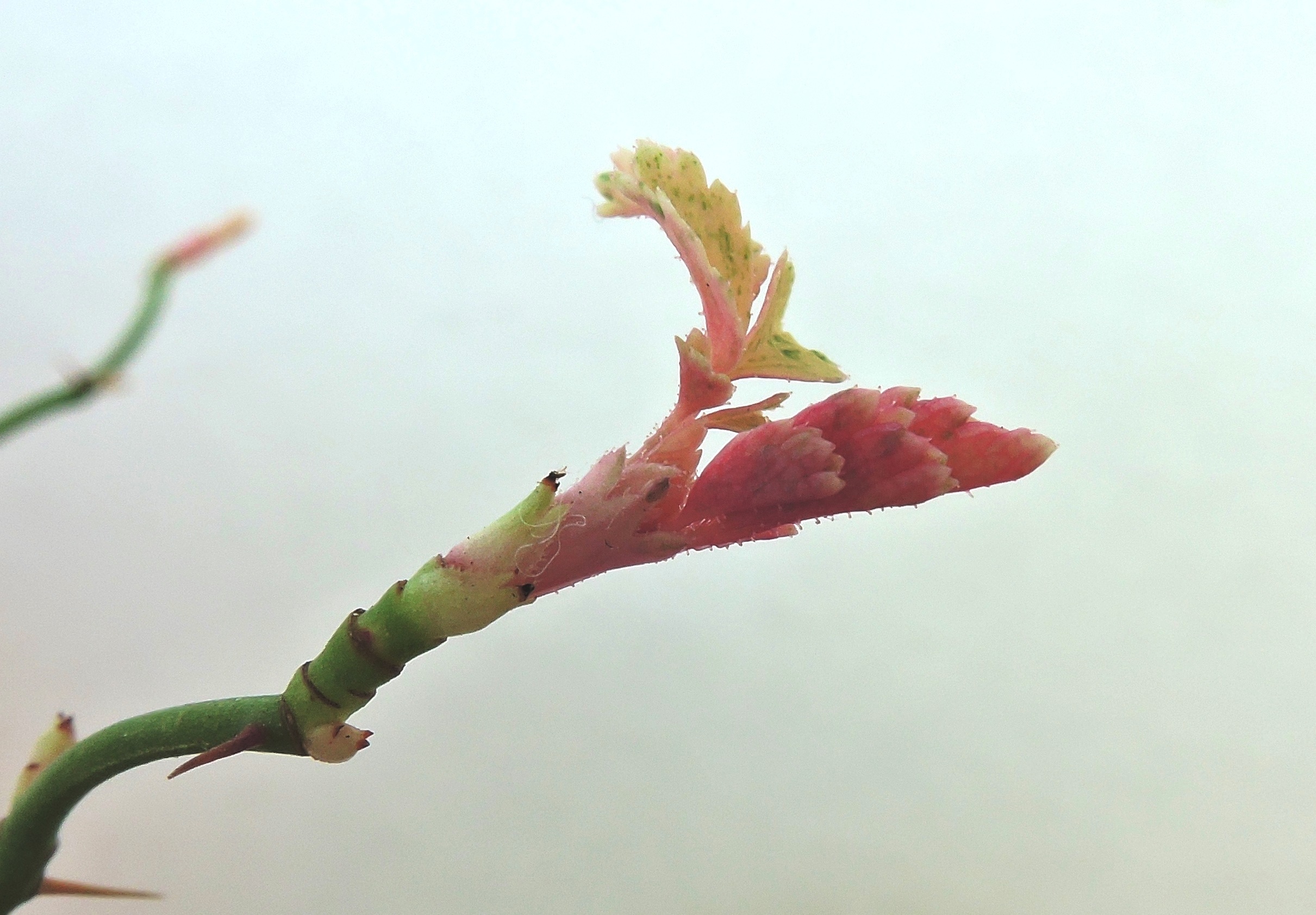 야생 찔레나무 무늬종 2