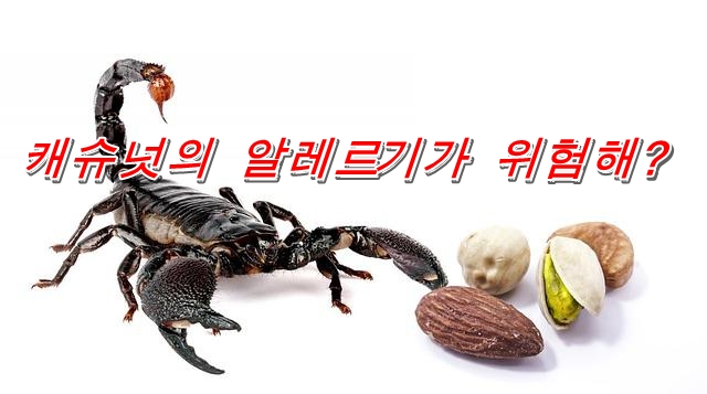 캐슈넛은 언제 부터 먹을까요 캐슈넛의 알레르기가 위험해?