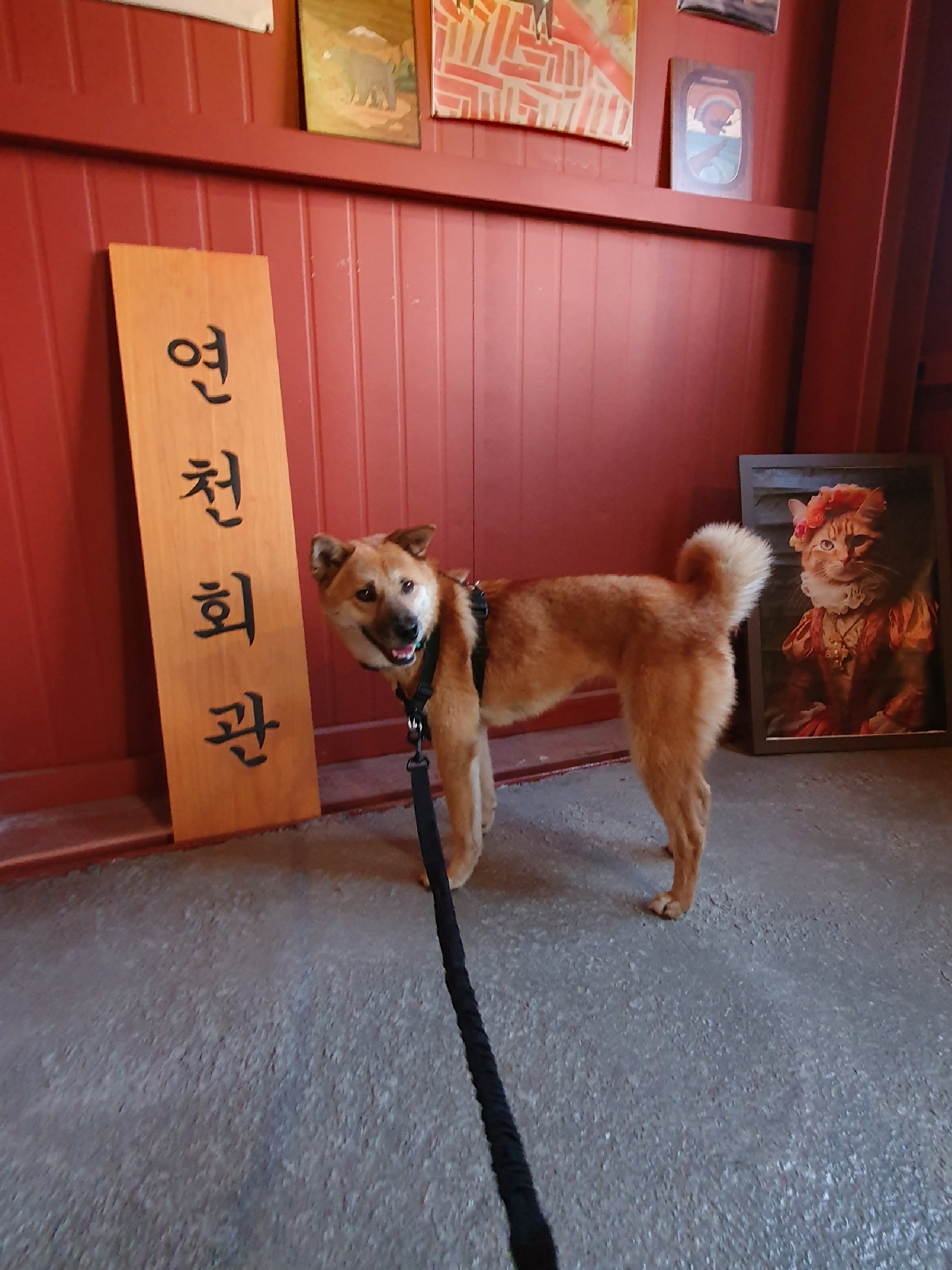 jindo dog