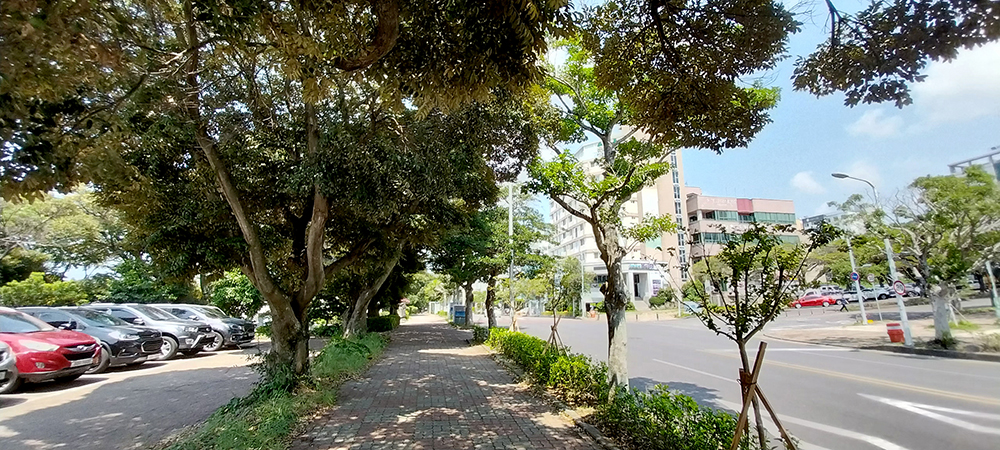 김정문화로 중앙도서관 옆 배롱나무