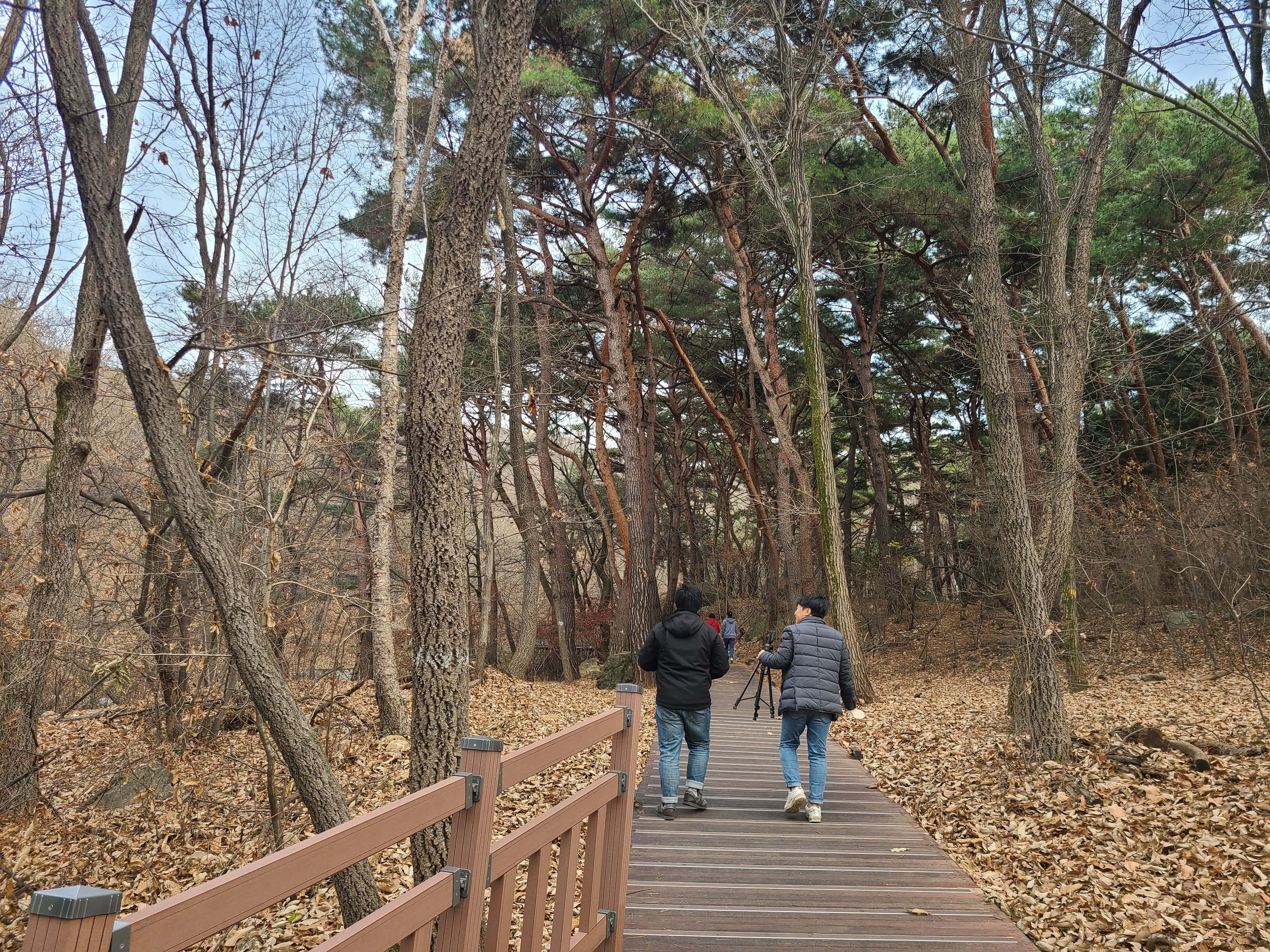 기분 좋은 소나무숲