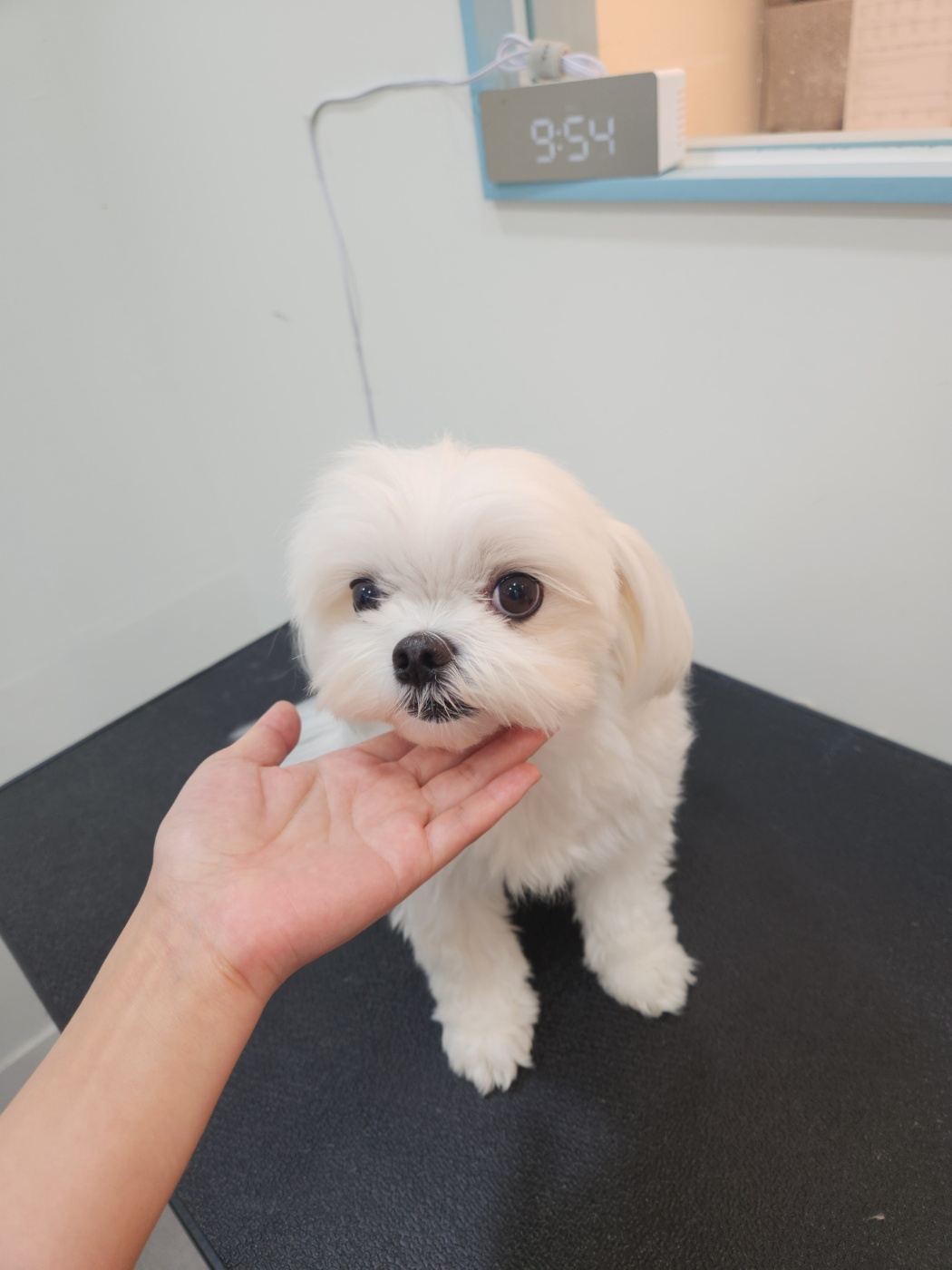 콩이 이미지