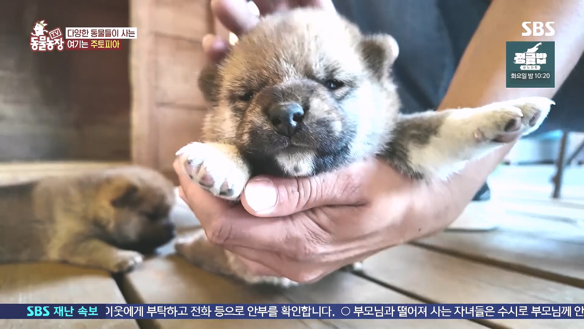 TV 동물농장.E1185.240818p.H264-F1RST.mp4_20240818_161601.766.jpg