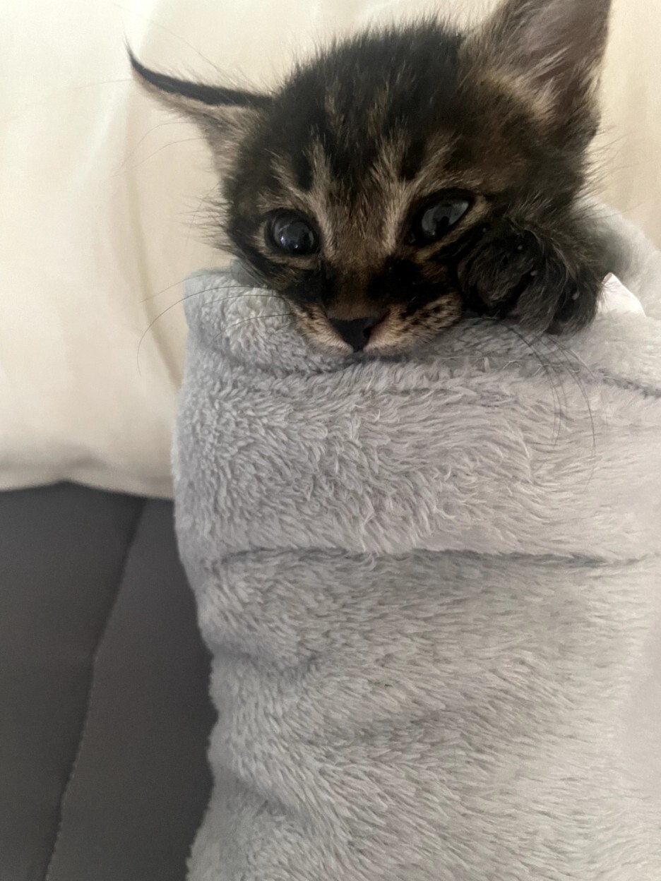 너무 귀여운 아기 고양이의 6