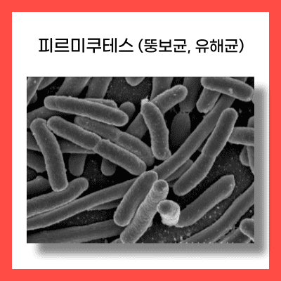 피르미쿠테스
