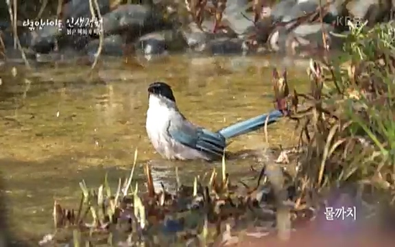 다큐 인사이트 - KBS인생정원 - 붉은 매화가 피면] 봄이면 가장 먼저, 그리고 가장 붉게 피어나는 강인한 소성의 매화.ts_20220818_203055.196.jpg