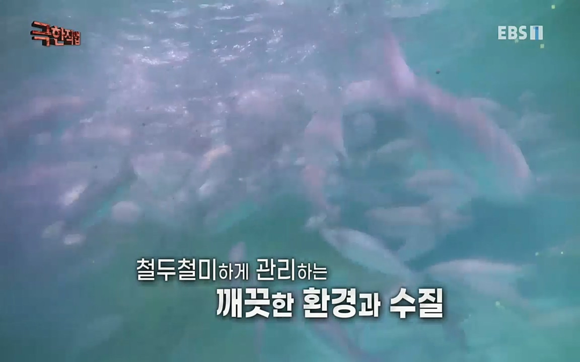 TV - 교육의 중심 EBS희귀 양식의 세계 - 참다랑어, 연어, 쏘가리.mp4_20220829_194049.651.jpg