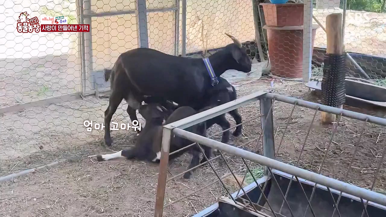 TV 동물농장.E1179.240708p-NEXT.mp4_20240707_160431.143.jpg