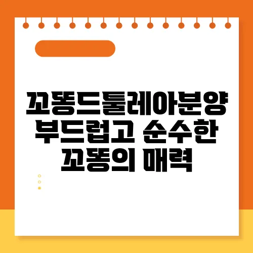 꼬똥드툴레아분양 부드럽고 순수한 꼬똥의 매력