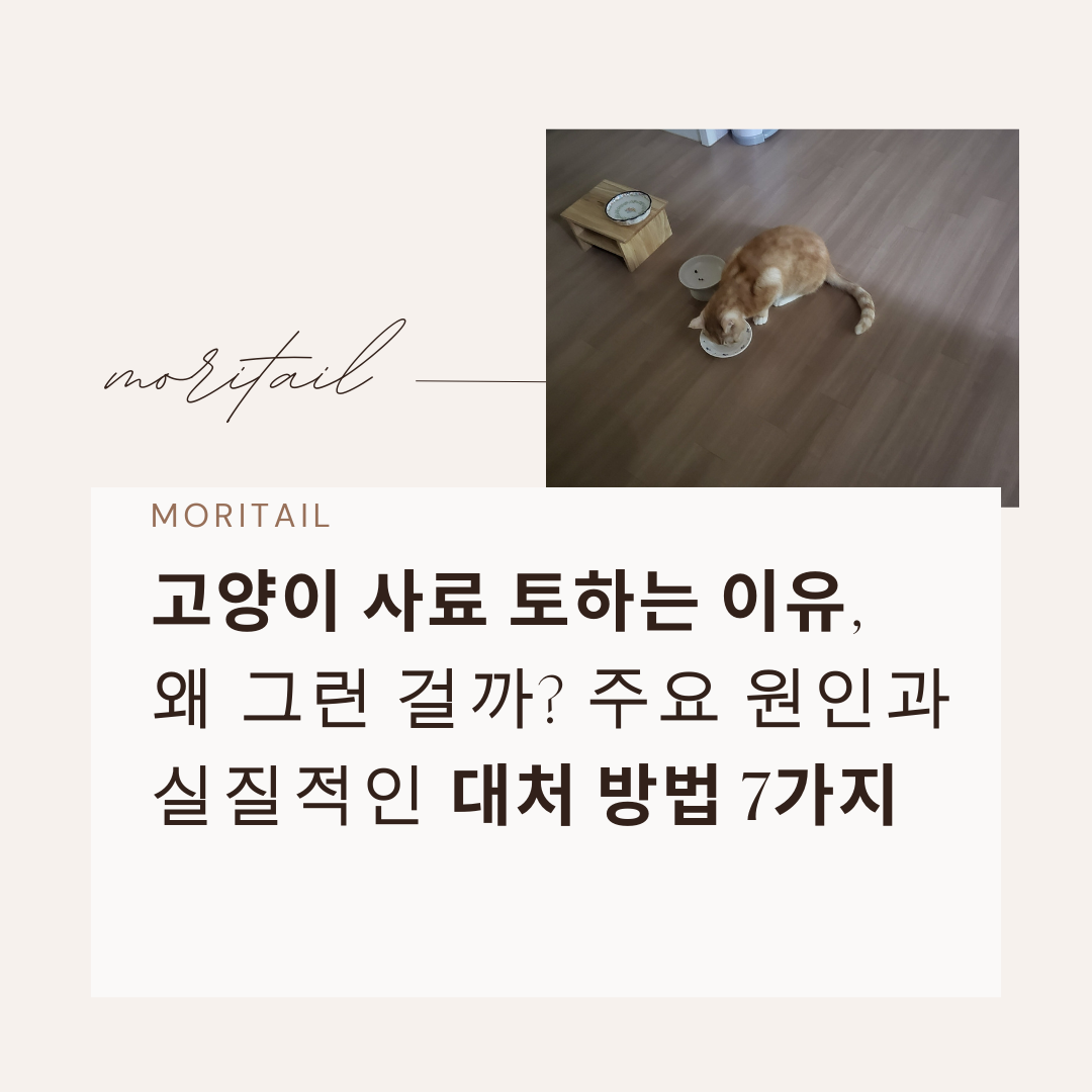 고양이 사료 토하는 이유, 왜 그런 걸까? 주요 원인과 실질적인 대처 방법 7가지