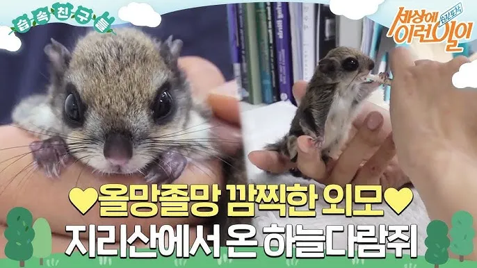 하늘다람쥐 가격 키우기 분양 수명 먹이 성격 종류_1