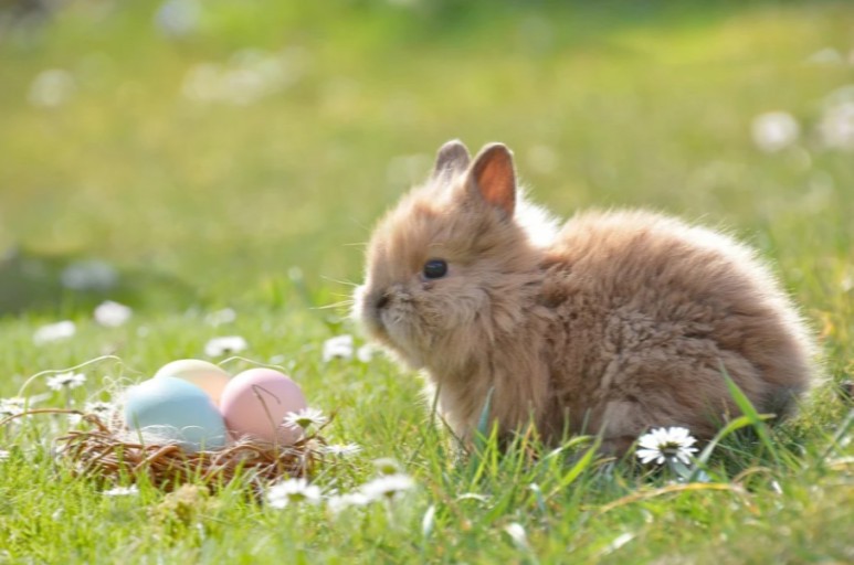 상극 나이 모두 알아봐요 2022년 토끼띠 운세 궁합 1