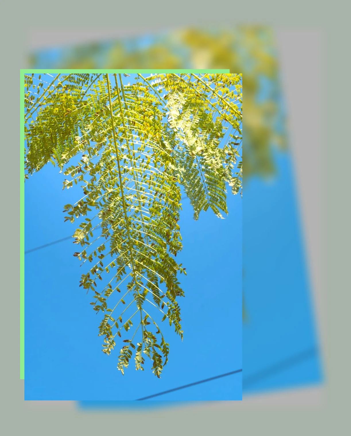 면역력 관리_2_subsection