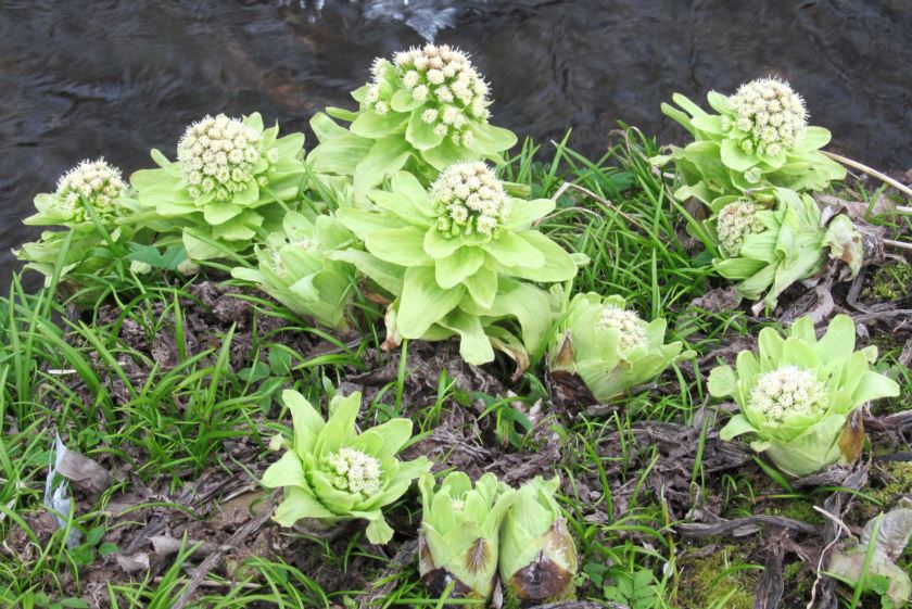 버터버 꽃 효능