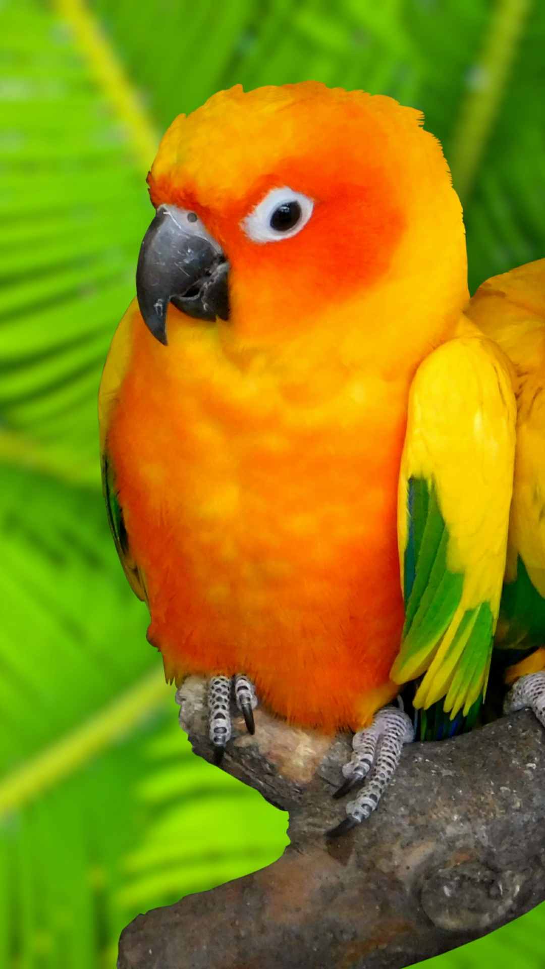 Parrot Animal Photo iPhone Wallpaper