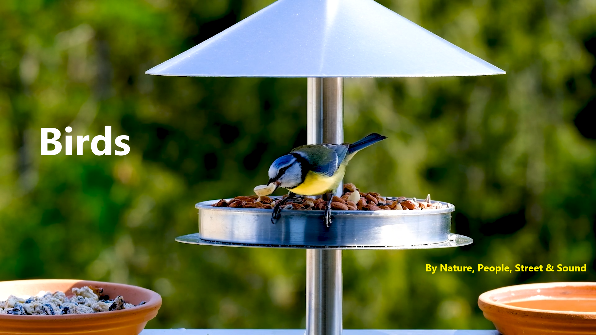  Birds with Sound by Nature. Relax with birds in the Forest.