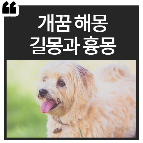  개꿈 해몽 | 길몽, 흉몽 정리