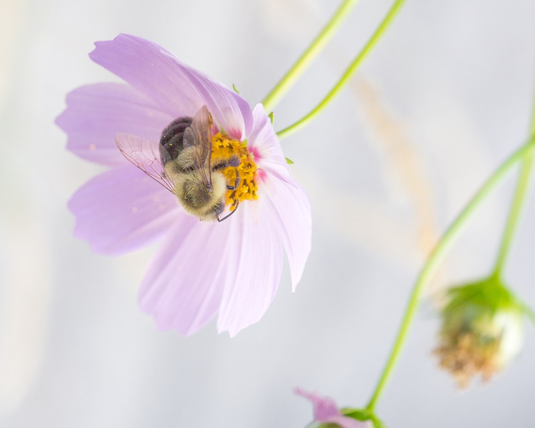 Pollinators