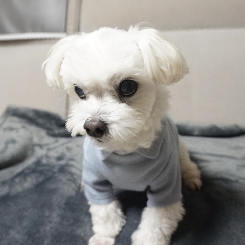 옷 쇼핑몰 강아지옷 쇼핑몰예쁜 6