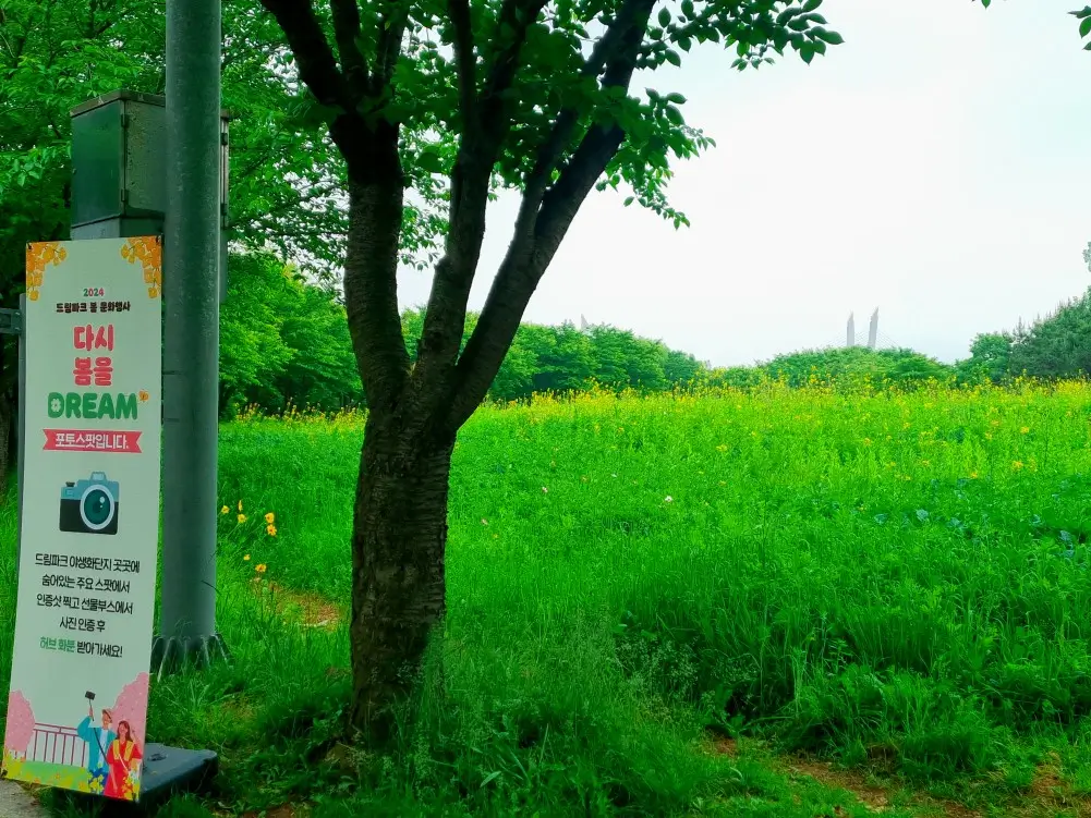 인천 드림파크 야생화단지: 봄꽃 축제 행사, 허브 화분 받기 이벤트 코스 안내, 카페, 주차