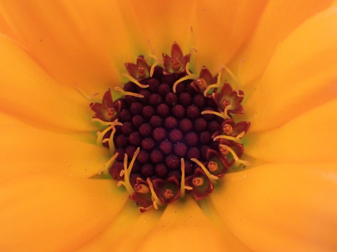 Marigold