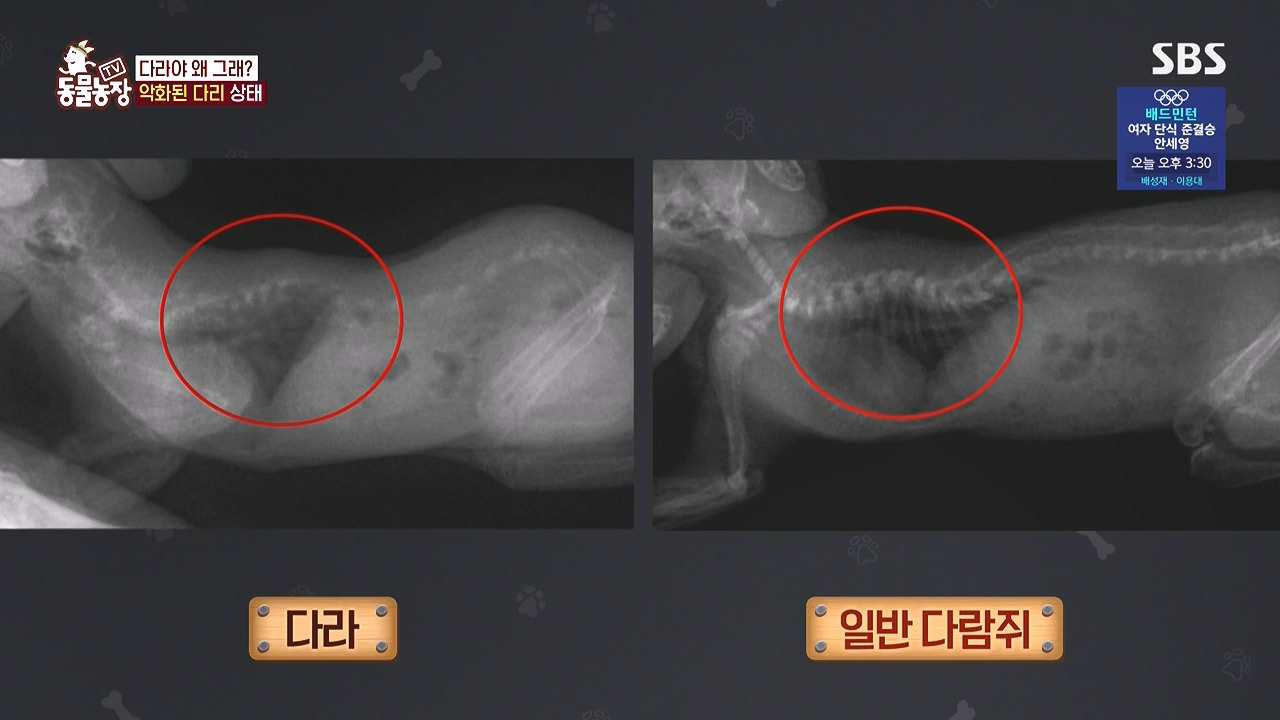 TV 동물농장.E1183.240805p-NEXT.mp4_20240804_154952.211.jpg