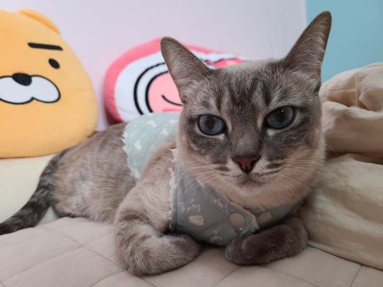 샴 고양이 털빠짐 샴고양이 종류와 33