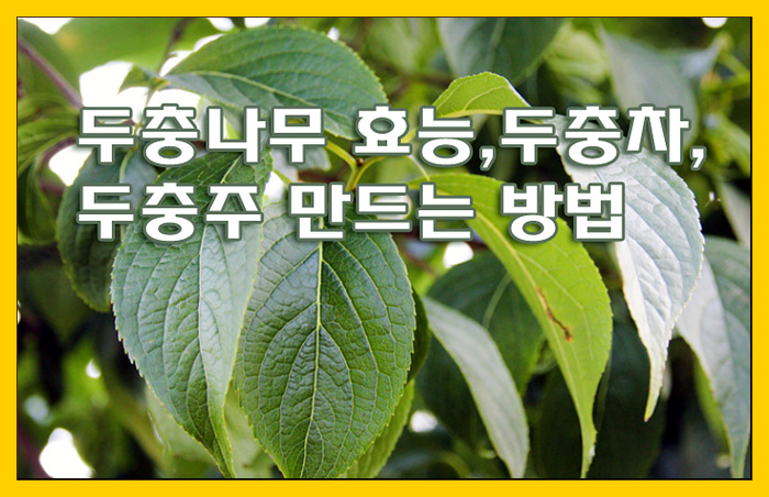  두충나무 효능,두충차, 두충주 담그는 방법