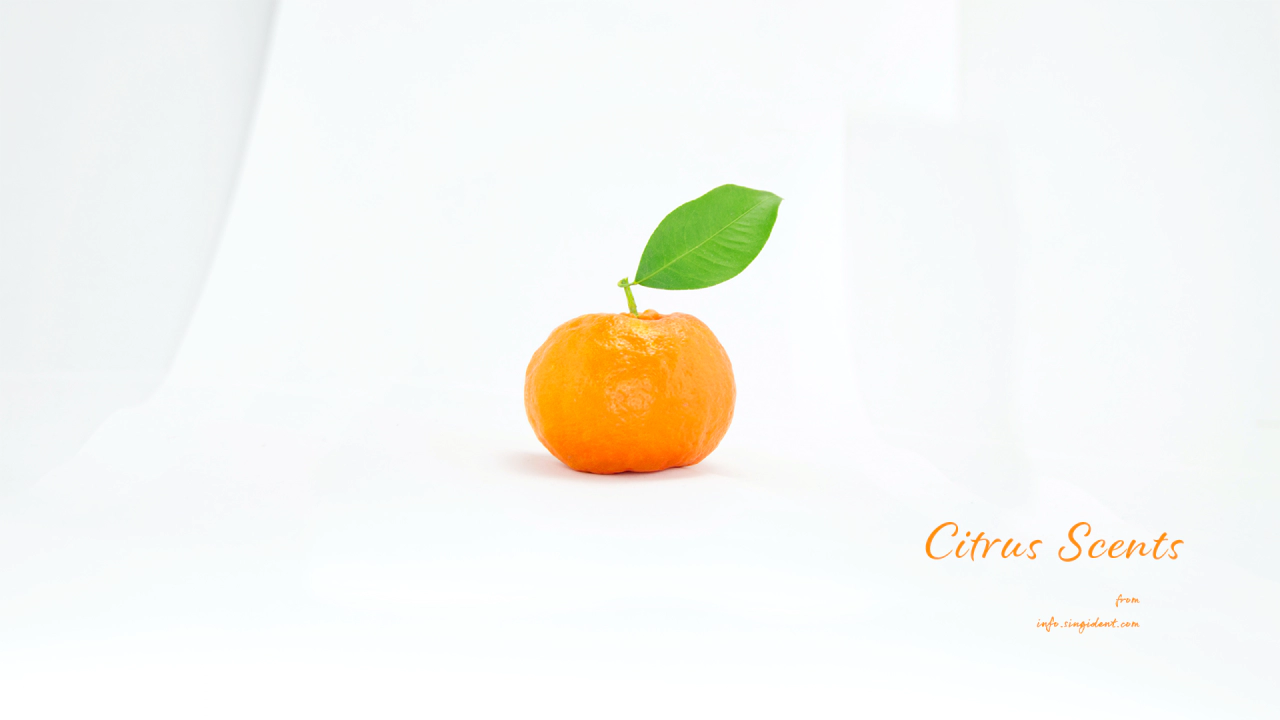 01 녹색 잎이 달린 감귤 C - Citrus Scents 주황색배경화면
