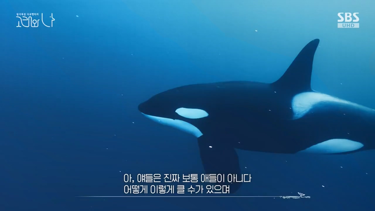 창사특집 다큐멘터리 고래와 나.E02.231126p-NEXT.mp4_20231126_163210.378.jpg