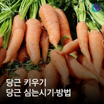 당근 수확시기 파종시기 효능 요리법_14