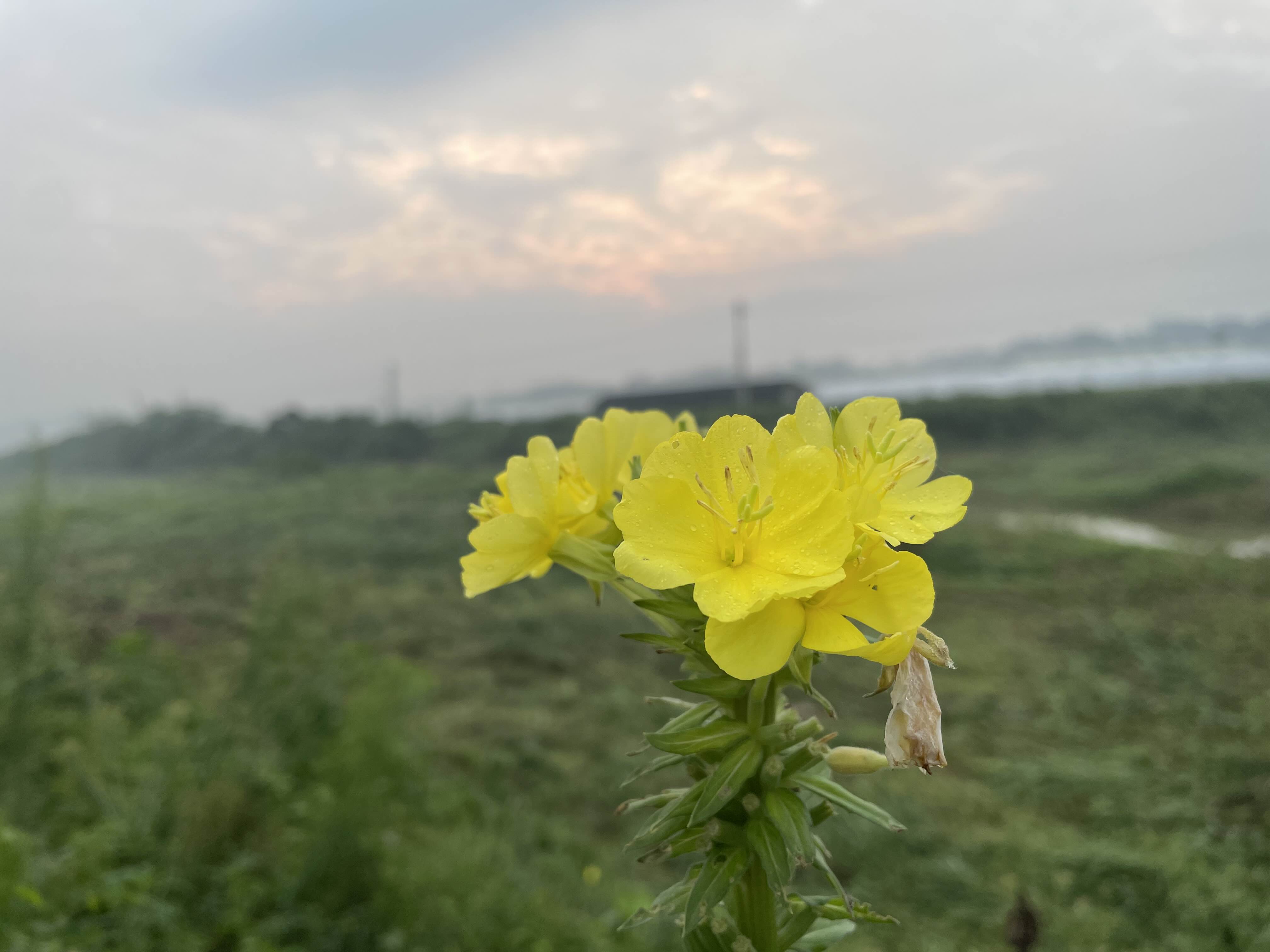  달맞이꽃